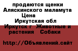 продаются щенки Аляскинского маламута › Цена ­ 15 000 - Иркутская обл., Иркутск г. Животные и растения » Собаки   